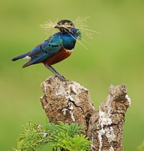 CS.superb-starling-with-nesting-material-in-beak-svg1