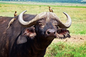 Cape-buffalo-and-oxpeckers-rg1 