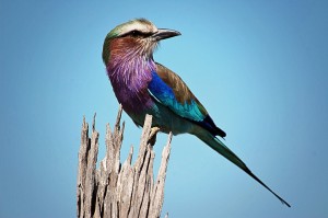 Liliac-breasted-roller-rg1