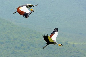 NC.crowned-cranes-flying-svg1