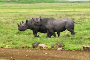 black-rhinos-3-rg