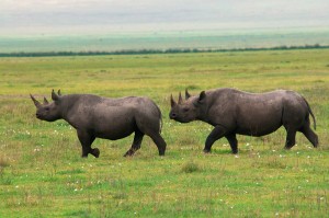black-rhinos-rg