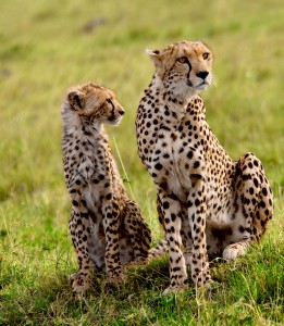cheetah-and-cub-rg1 