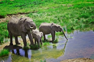 elephants-drinking-rg1 