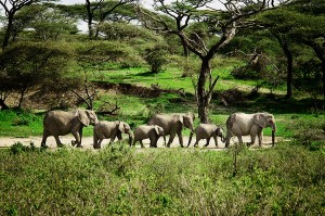 elephants-going-to-water-rg1 