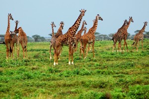 giraffe-herd-01-svg