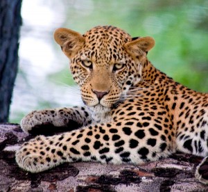 leopard-portrait-rg1