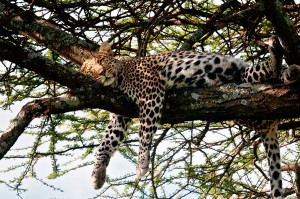 leopard-sleeping-rg2 
