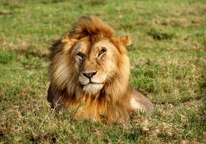 lion-portrait-serengeti-svg