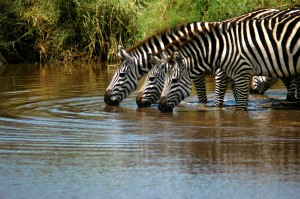 zebras-drinking-trio-rg 