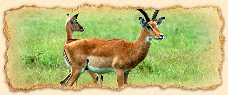 Impala Buck and Doe