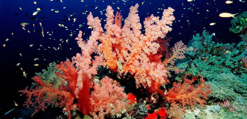 红海州珊瑚
