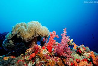 红海珊瑚