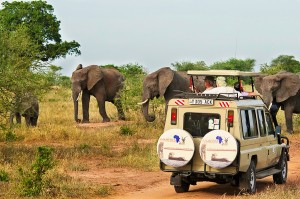 AAAfrica-safari-2-rg1