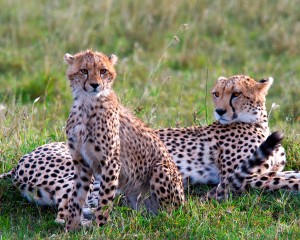 Cheetah-and-cub-2-tarangire-rg