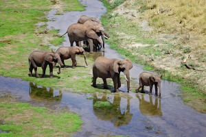 Elephant-family-Tarangire-River-25-pgs1
