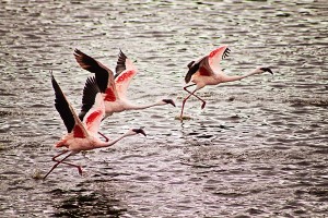 Lesser-Flamingos-57-pgs1