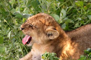 Lion-Cub-yawning-sm