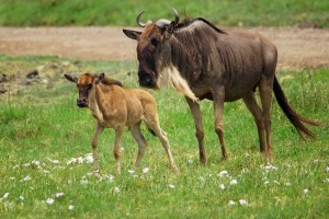 NC.wildebeest-mother-and-calf-svg1