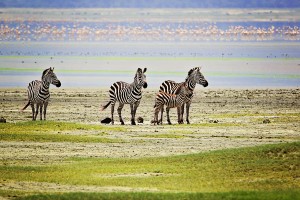 NC.zebras-with-flamingos-in-background-svg1