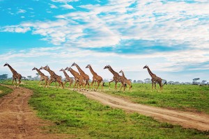 SS.-giraffe-herd-crossing-road-svg 