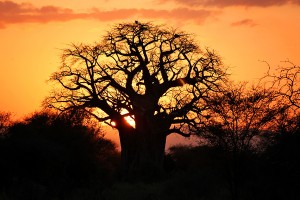Sunset-Tarangire-boabab-tree-4-pgs1