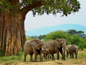 T.-three-elephants-under-baobab-tree-svg1b 