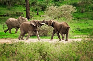 elephants-sparring-rg1