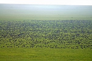 endless-wildebeest-field-sm