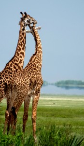 giraffe-pair-01-tr