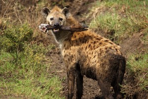 hyena-w-wildebeest-leg-svg