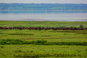 migration-01-wildebeest-serengeti-distance-svg