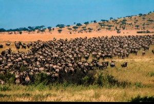wildebeest-migration-4-of-7-rg 