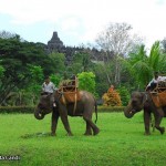 Borobudur-with-elephant-13