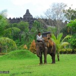 Borobudur-with-elephant-4