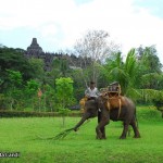 Borobudur-with-elephant-9