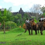 Borobudur-with-elephant-5