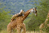 akagera_nat_pk_giraffe