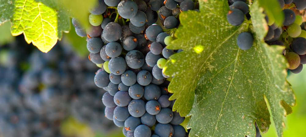 希伯伦、伯利恒一日游