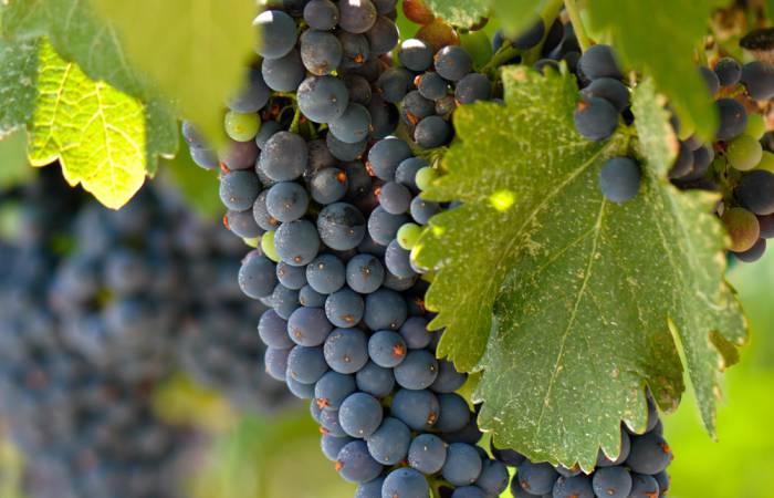 希伯伦、伯利恒一日游