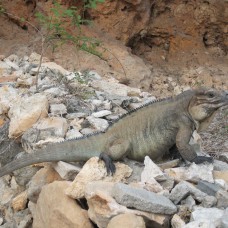 Iguana at Cabo Rojo