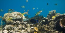 多米尼加珊瑚礁潜水