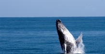 萨马纳附近的座头鲸