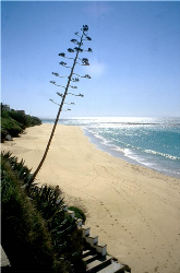 Ͷغ̲Playa en Barbate