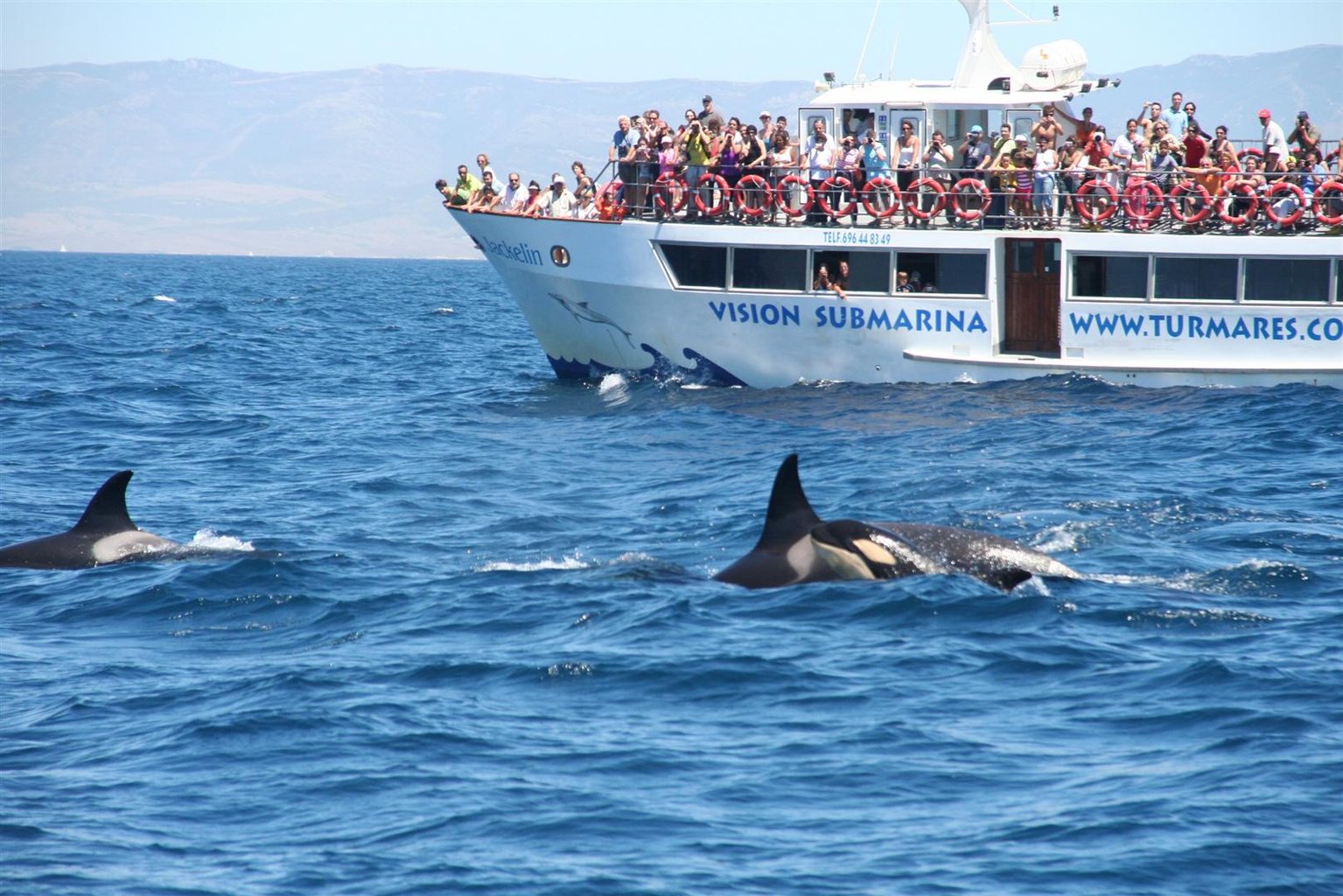 塔里法特梅尔斯海洋旅游公司（Turmares Tarifa）带您近距离观赏鲸与海豚