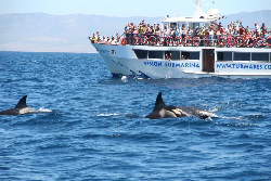塔里法特梅尔斯海洋旅游公司（Turmares Tarifa）带您近距离观赏鲸与海豚