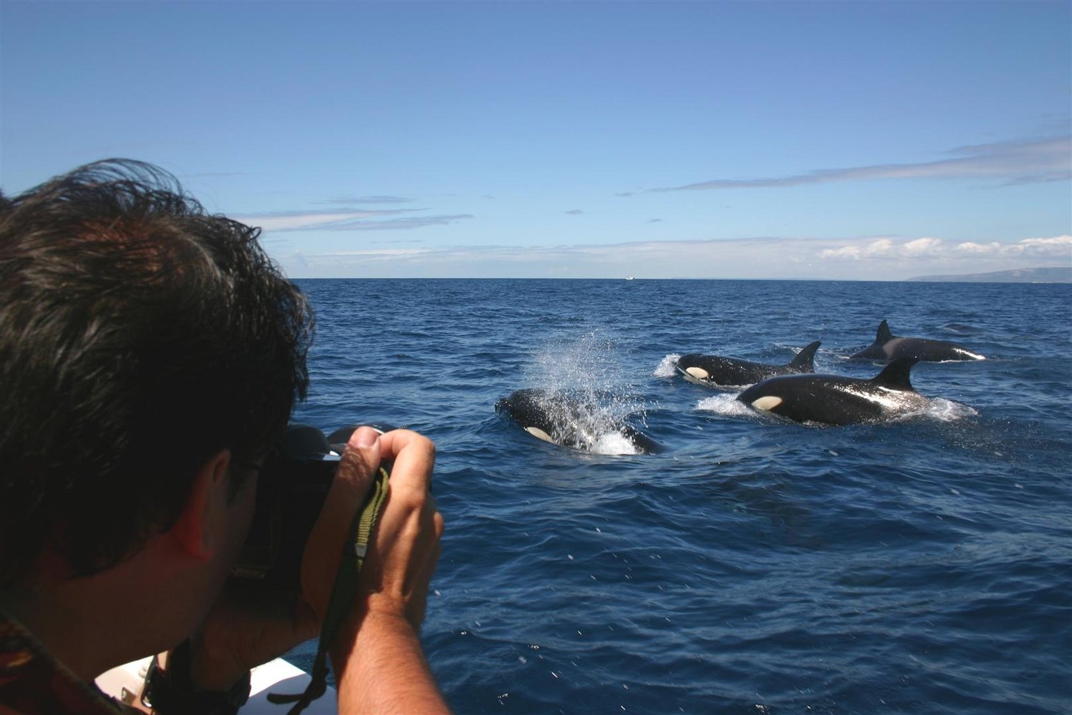塔里法特梅尔斯海洋旅游公司（Turmares Tarifa）带您近距离观赏鲸与海豚
