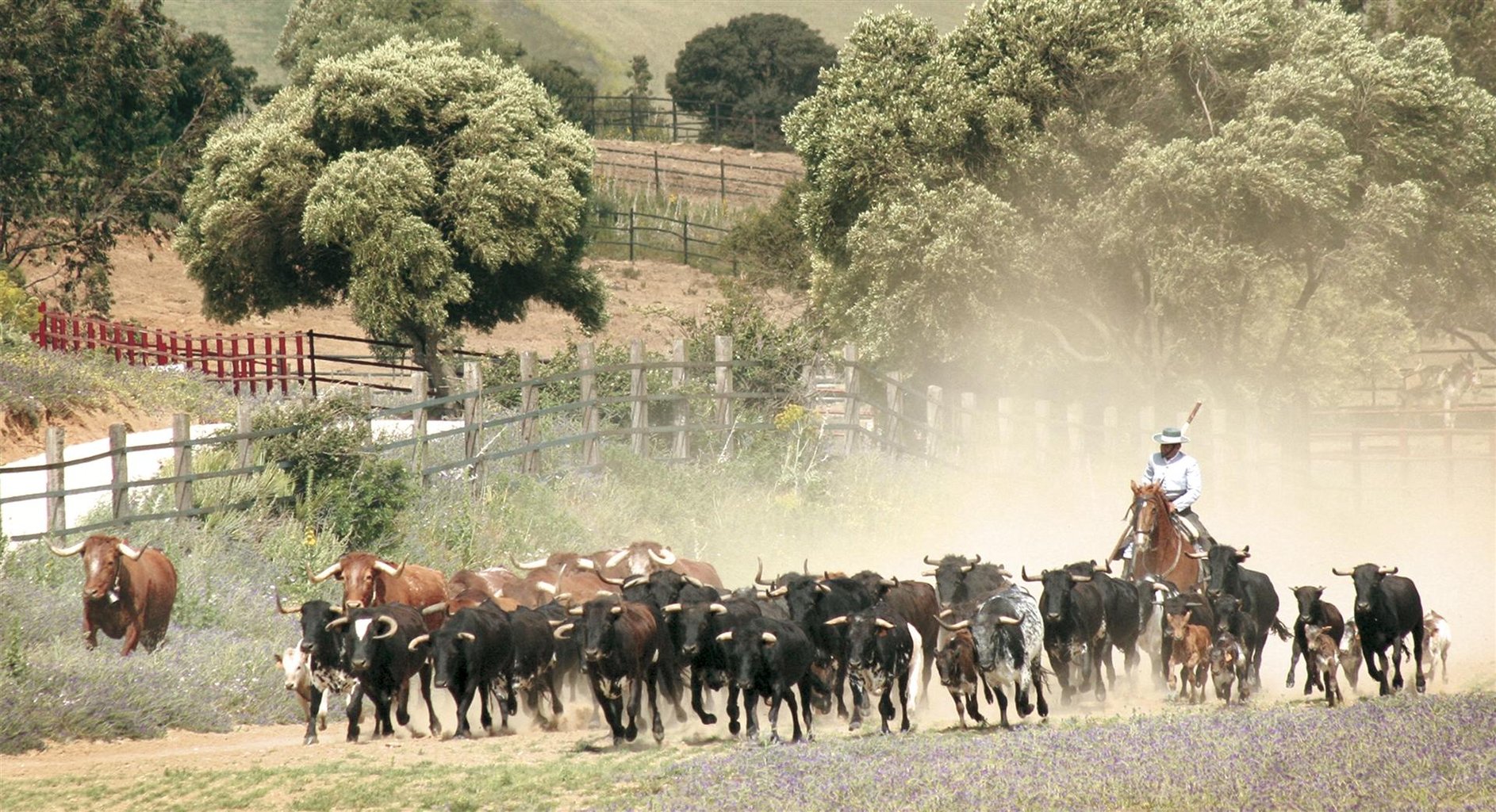 Finca Los Alburejos农场的