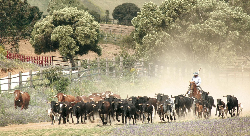 Finca Los Alburejos农场的