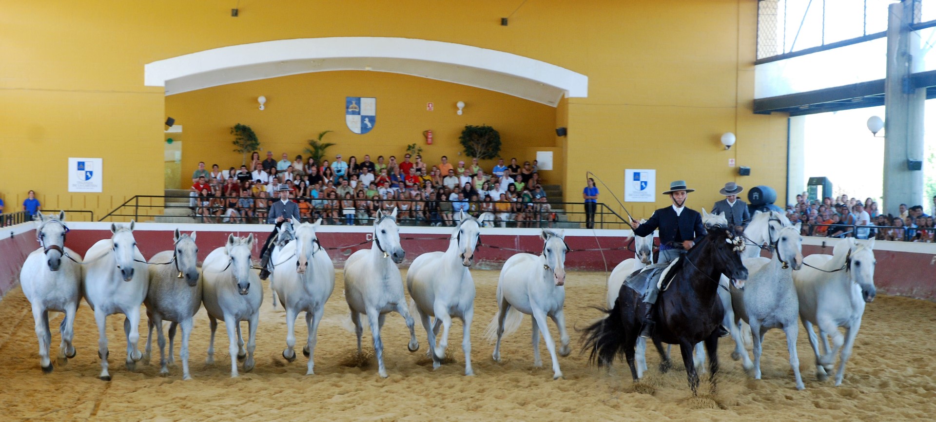 la Cartuja Cinco Siglos del Caballo Cartujano的马群表演